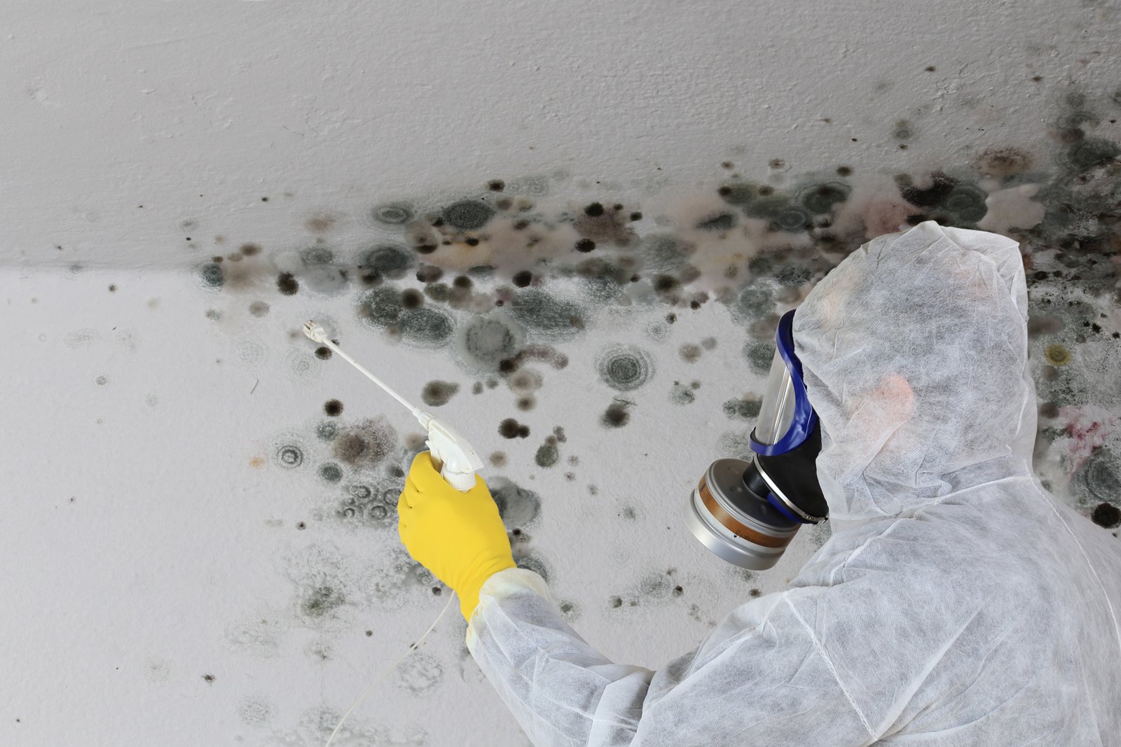 Mold Removal and Remediation